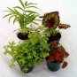 2 Live 3.5 Inch Potted Plants "FREE" Shipping!!!