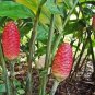6 Assorted Plants; Party Favors, GIFTS, Large Terrariums etc. FREE SHIPPING