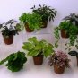 6 Assorted Plants; Party Favors, GIFTS, Large Terrariums etc. FREE SHIPPING