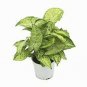 12 Assorted LIVE PLANTS "GARDENER'S SPECIAL" FREE SHIPPING!!!