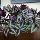 Hanging Wandering Jew Plant KIT GREAT for Party Favors, Gifts etc. FREE SHIPPING