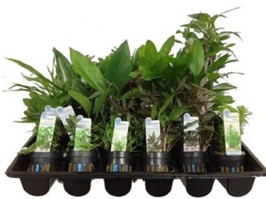 10 Different Live Plants with Tags in starter pots..FREE SHIPPING