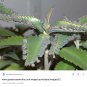 10 Different Live Plants with Tags in starter pots..FREE SHIPPING