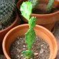 10 Different Live Plants with Tags in starter pots..FREE SHIPPING