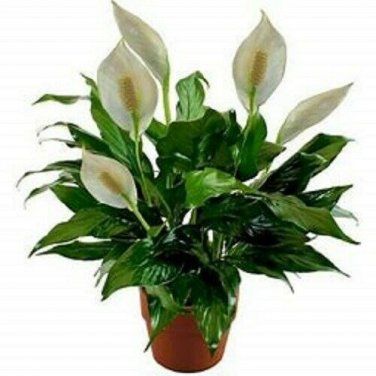 6 Assorted LIVE POTTED PLANTS "GARDENER'S SPECIAL" NICE PLANTS