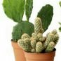 6 Assorted LIVE POTTED PLANTS "GARDENER'S SPECIAL" NICE PLANTS