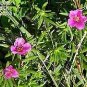 Moss Rose Hanging Potted Plant!!! / FREE SHIPPING / WHILE THE LAST!!!