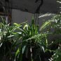 2 Live Hanging Plants / GROWER'S CHOICE / FREE SHIPPING