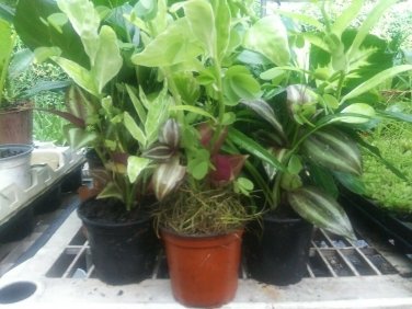 Dish Garden Assorted Foliage Live Plants, in 5" Pot