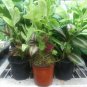 Dish Garden Assorted Foliage Live Plants, in 5" Pot