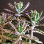 4 Assorted Plants; Party Favors, Gifts, Plant Gardens etc. FREE SHIPPING