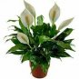 4 Assorted Plants; Party Favors, Gifts, Plant Gardens etc. FREE SHIPPING