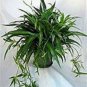 4 Assorted Plants; Party Favors, Gifts, Plant Gardens etc. FREE SHIPPING