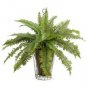 6 Boston Ferns / BARE ROOT / FREE SHIPPING