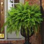6 Boston Ferns / BARE ROOT / FREE SHIPPING