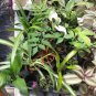4 Assorted LIVE 4" Potted Plants / FREE SHIPPING