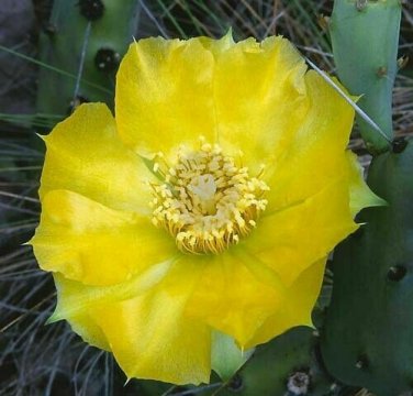 3 PADS Eastern Prickly Pear Cactus WINTER / COLD HARDY Succulent Plant