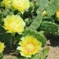 3 PADS Eastern Prickly Pear Cactus WINTER / COLD HARDY Succulent Plant