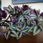12 WANDERING JEW Cuttings and FREE SHIPPING!!!