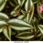 12 WANDERING JEW Cuttings and FREE SHIPPING!!!