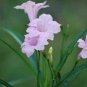 6 Pink MEXICAN/TEXAS PETUNIA RUELLIA/TULIP BRITTONIANA PERENNIAL Cuttings!!!