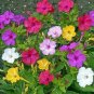 "PLANT SALE" 6 Assorted Potted Plants!!! WHILE THEY LAST