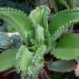"PLANT SALE" 6 Assorted Potted Plants!!! WHILE THEY LAST