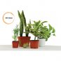 "PLANT SALE" 6 Assorted Potted Plants!!! WHILE THEY LAST