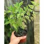 3 Assorted Cactus, Succulents...Real Live Plants with FREE SHIPPING!!!