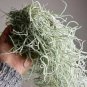 SPANISH MOSS / Large bag FULL / FREE SHIPPING
