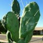 3 pads, Prickly Pear Cactus plant cold hardy zone 5 maybe colder. FREE SHIPPING