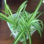 4 Assorted Potted Plants / FREE SHIPPING
