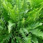 4 Assorted Potted Plants / FREE SHIPPING