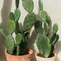 4 Assorted Potted Plants / FREE SHIPPING