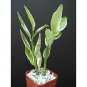 4 Assorted Potted Plants / FREE SHIPPING