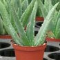 10 Live Starter Plants Growers Choice in Small Pots Outdoor Indoor Great Gift