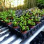 10 Live Starter Plants Growers Choice in Small Pots Outdoor Indoor Great Gift