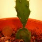 10 Live Starter Plants Growers Choice in Small Pots Outdoor Indoor Great Gift