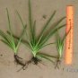 ALOE VERA 4 NICE PLANTS  bare root with / FREE SHIPPING