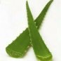 ALOE VERA 4 NICE PLANTS  bare root with / FREE SHIPPING