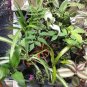 4 Misc. Plants; (4"pot) Party Favors, Plant Gardens, Gifts & MORE FREE SHIPPING