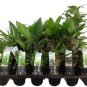 4 Misc. Plants; (4"pot) Party Favors, Plant Gardens, Gifts & MORE FREE SHIPPING