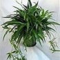 12 Air Cleaning Hawaiian Green Spider Plants