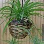 12 Air Cleaning Hawaiian Green Spider Plants