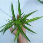 12 Air Cleaning Hawaiian Green Spider Plants