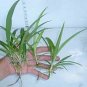 12 Air Cleaning Hawaiian Green Spider Plants