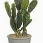 3 Mini Prickly Pear Cactus in 2" pots for Terrarium, Rock, Fairy Garden -EZ Grow