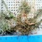 Ball Moss   Tillandsia Recurvata 3 Cluster for Air Plant Terrariums