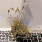 Ball Moss   Tillandsia Recurvata 3 Cluster for Air Plant Terrariums