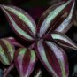 4 Assorted 4 INCH Potted Plants